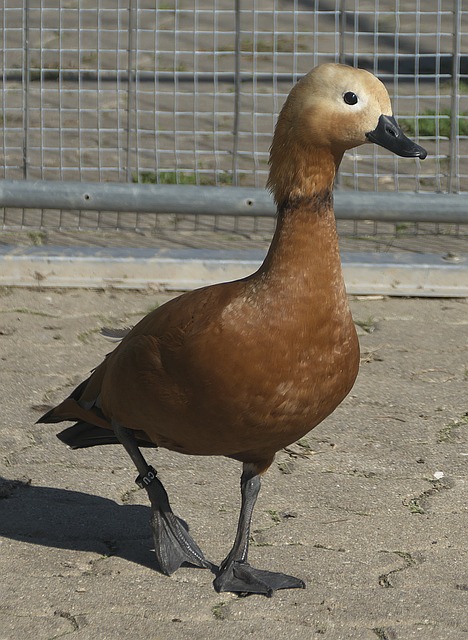 在當代流行